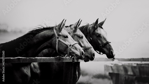 Portrait of three horses in profile standing in a paddock on a farm. Black and white photo. Agriculture and horse care. Livestock.
