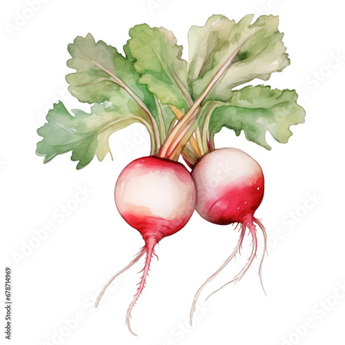 Watercolor hand drawn style radish on white transparent background