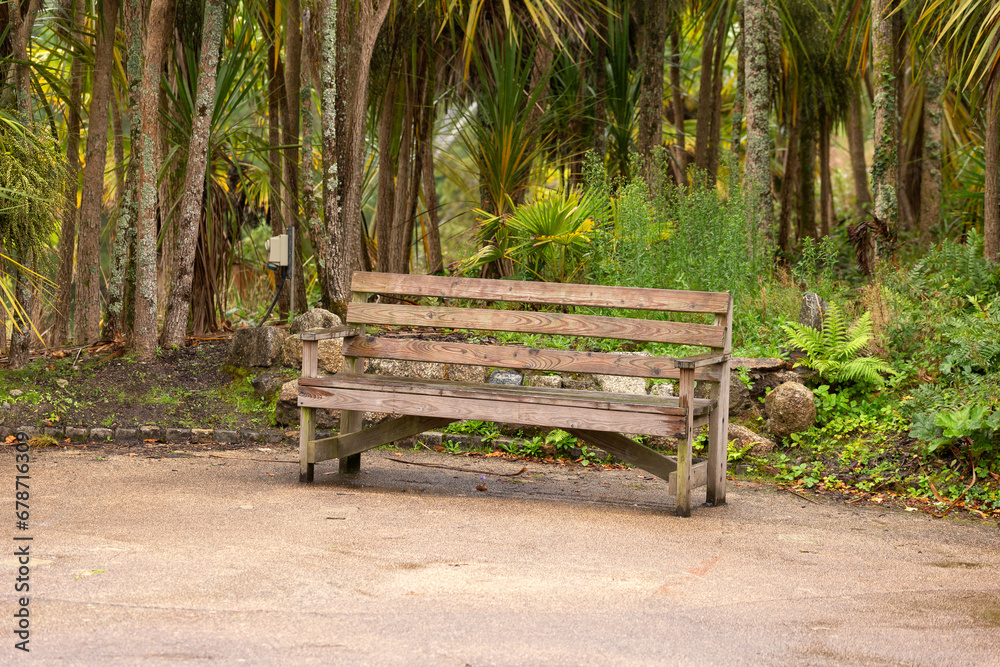 wooden bench in tropical plants garden park, against the background of palms and ferns wooden bench in tropical plants garden park, against the background of palms and ferns
