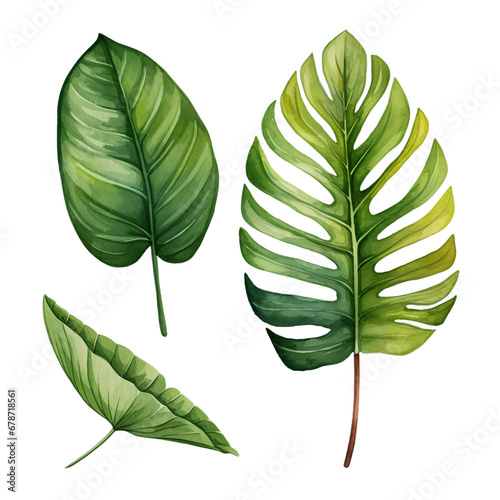 Different tropical leaves on transparent background