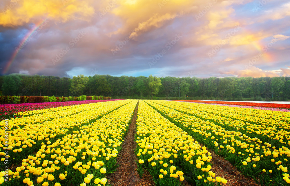 Famouse dutch yellow and violet tulip field with rows in sunny day with raibow in the sky Famouse dutch yellow and violet tulip field with rows in sunny day with raibow in the sky