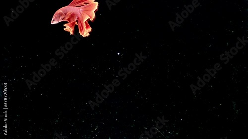 Aquarium fish Guppy on a black background