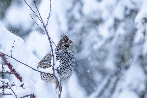 Hazel grouse (Tetrastes bonasia) perched on a snowy branch during snowfall in Finnish forest, Northern Europe