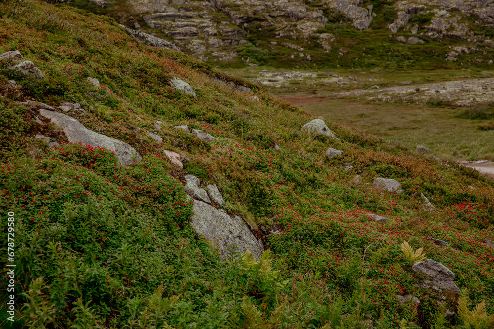 Nature of tundra mountains, moss and berries and rocks Nature of tundra mountains, moss and berries and rocks