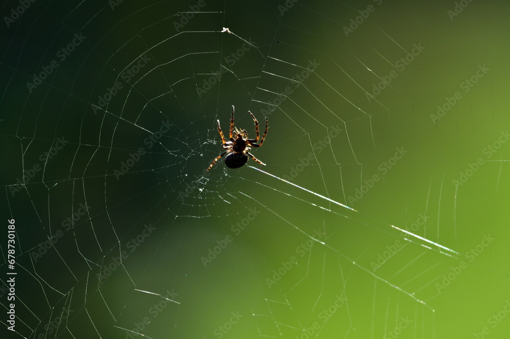 Garden spider orb weaver, Araneus diadematus on his spider web. Isolated on green blurred background. Creepy, scary mood. Early autumn, Czech republic