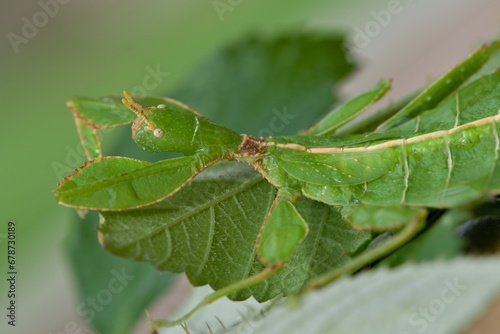 Detail of eye and antenna of leaf insect Phyllium. Young nymph few months old. Ideal terrarium pet for children.	 photo