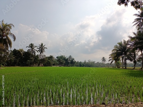 views of pady rice field in Indonesia photo