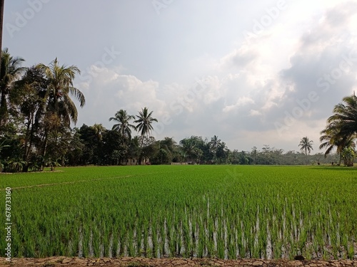 views of pady rice field in Indonesia photo