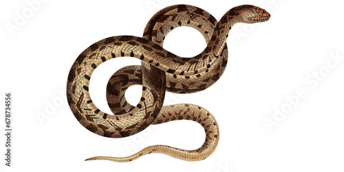 Vintage Constrictor Snake Scientific Illustration Tropical Serpent Fauna And Flora Exotic Animal Isolated On White