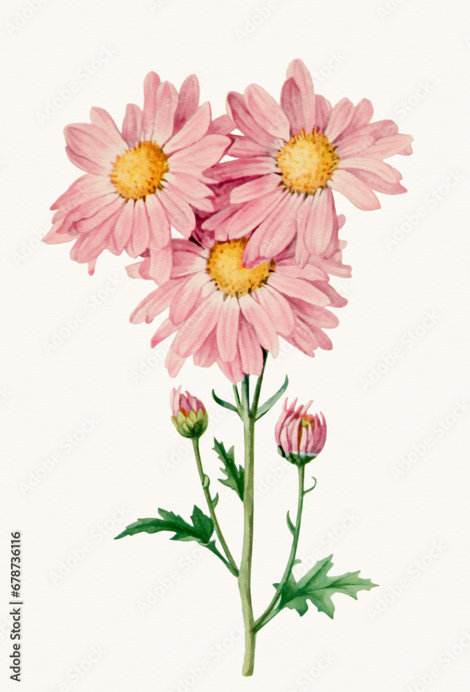 Beautiful Flower illustration. Chrysanthemum flowers