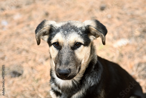 Portrait of a homeless dog. Stray dog sitting and looking sadly at the camera. A black and brown colored mongrel dog sits lonely. Portrait of an abandoned dog. Animal rescue. Mongrel dog