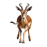 front view of a gazelle animal running towards the camera on a white transparent background 