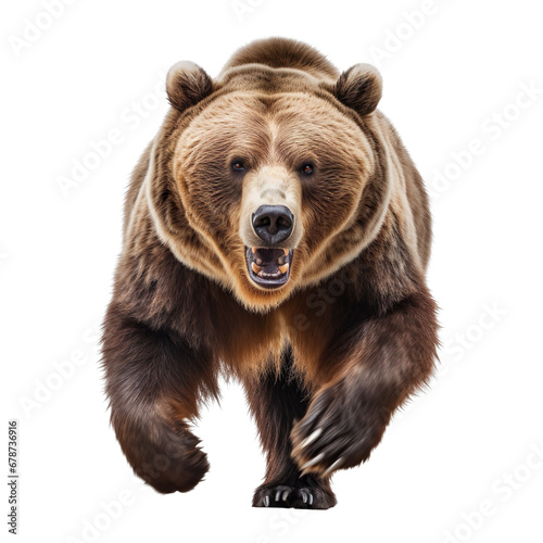 front view of a bear animal running towards the camera on a white transparent background 