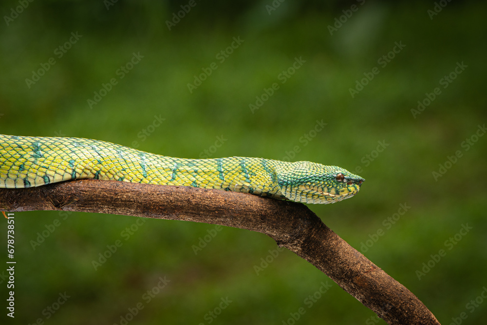 Naklejka premium Tropidolaemus subannulatus, Bornean keeled green pit viper is a venomous pit viper species native to Indonesia