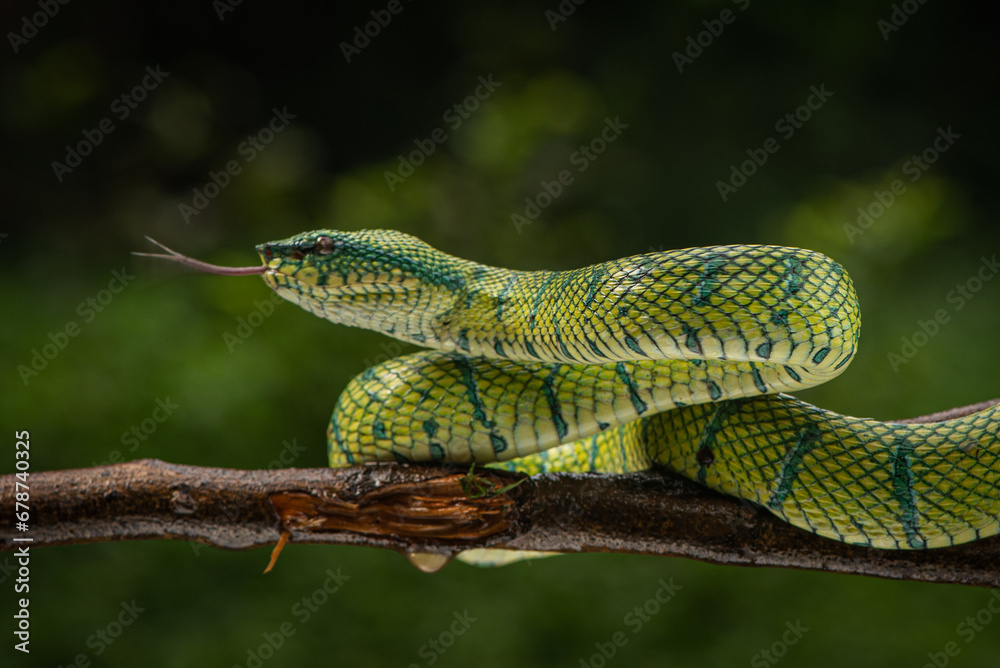 Tropidolaemus subannulatus, Bornean keeled green pit viper is a venomous pit viper species native to Indonesia Tropidolaemus subannulatus, Bornean keeled green pit viper is a venomous pit viper species native to Indonesia
