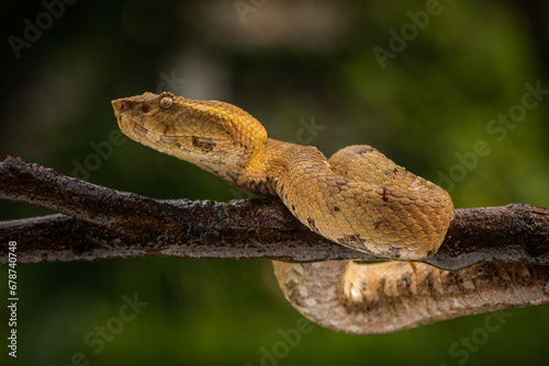 Craspedocephalus puniceus is a venomous pit viper species endemic to Indonesia and common names include flat nosed pit viper and ashy pit viper.