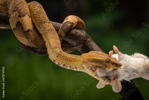Craspedocephalus puniceus is a venomous pit viper species endemic to Indonesia and common names include flat nosed pit viper and ashy pit viper.