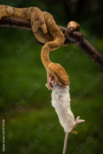 Craspedocephalus puniceus is a venomous pit viper species endemic to Indonesia and common names include flat nosed pit viper and ashy pit viper.