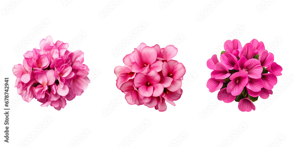 top view Cyclamen isolated on white background