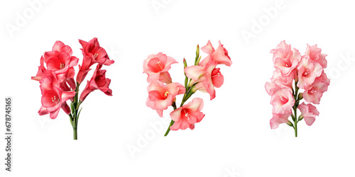 top view Gladiolus isolated