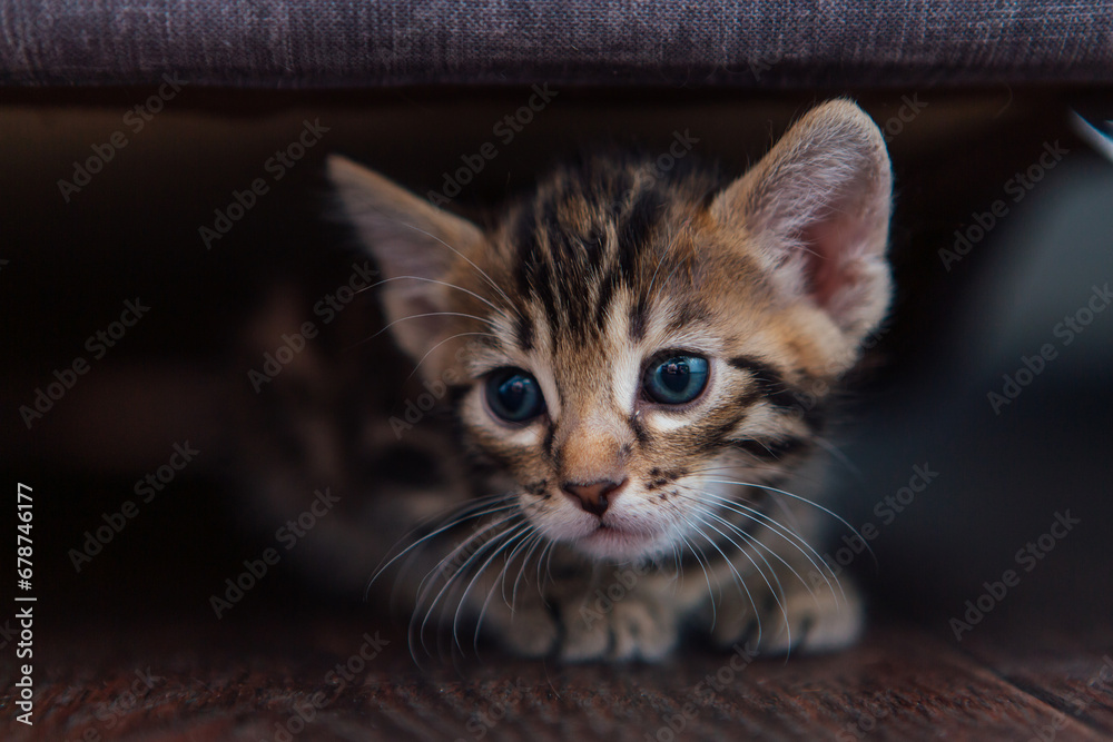 Cute one month-old brown Bengal kitten laying on a wooden floor under the sofa.