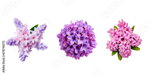 top view Hyacinth isolated on white background