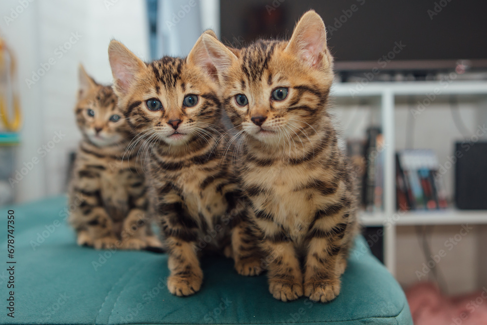 Three cute one month old bengal kittens sitting on the sofa in the house