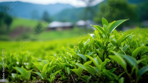 Green tea field in Assam India. photo