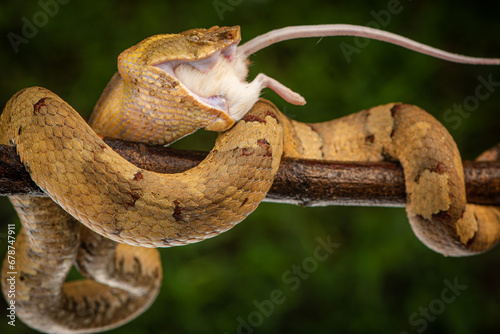 Craspedocephalus puniceus is a venomous pit viper species endemic to Indonesia and common names include flat nosed pit viper and ashy pit viper. photo