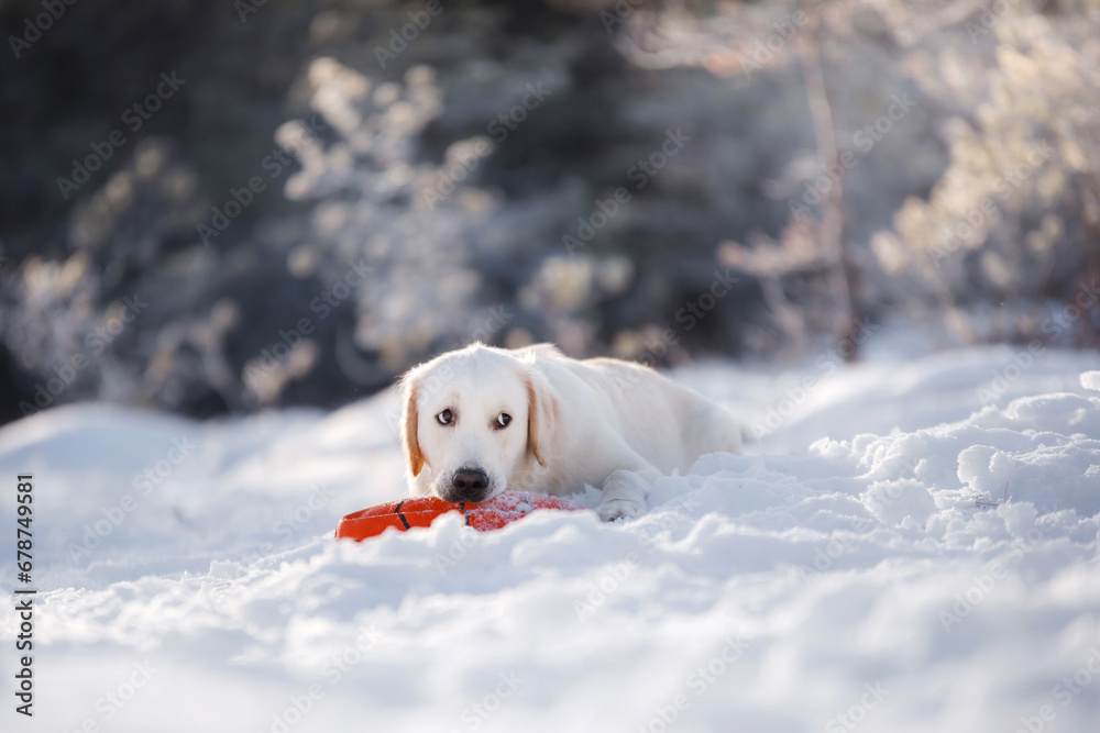 A Labrador Retriever dog lies in the snow, clutching a red toy, with a focused gaze amidst a frosted backdrop
