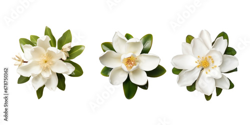 top view Michelia isolated on white background