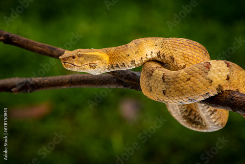 Craspedocephalus puniceus is a venomous pit viper species endemic to Indonesia and common names include flat nosed pit viper and ashy pit viper