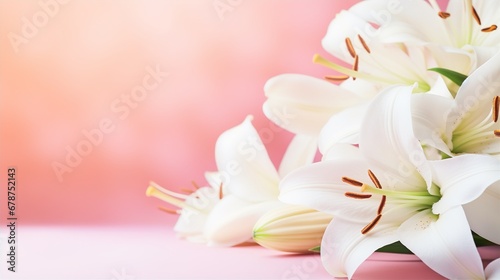 beautiful backdrop background from sweet white Lily flower
