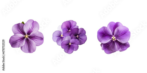 top view Violet isolated on white background
