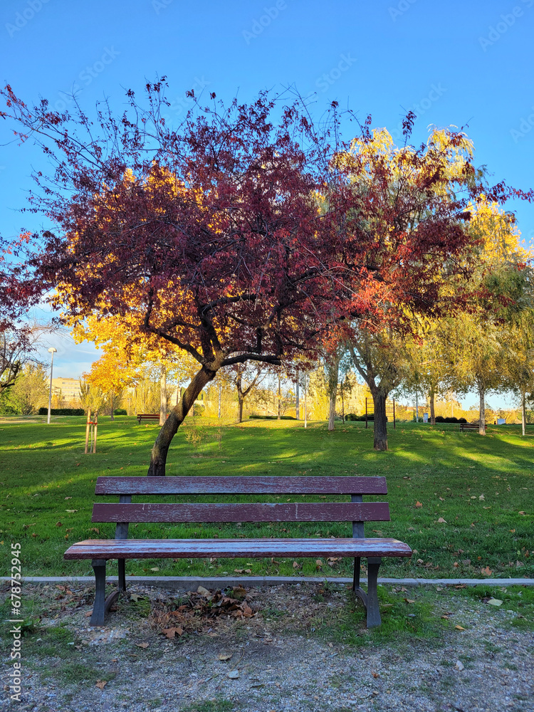bench with tree in autumn in a park in Salamanca