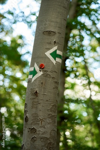 Selective of green painted arrows on the tree bark