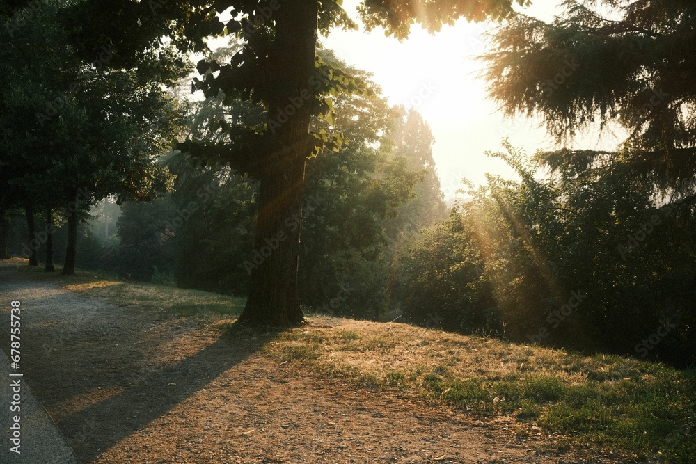 Obraz premium Bright sunlight falling on trees and leaving shadows in a park during the golden hour sunset