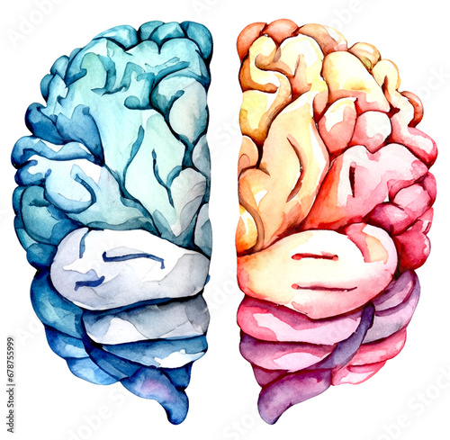 Półkule mózgowe ilustracja