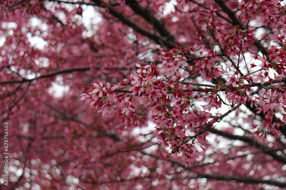Selective focus of the cherry blossom tree with pink flowers on the branch on a blurry background