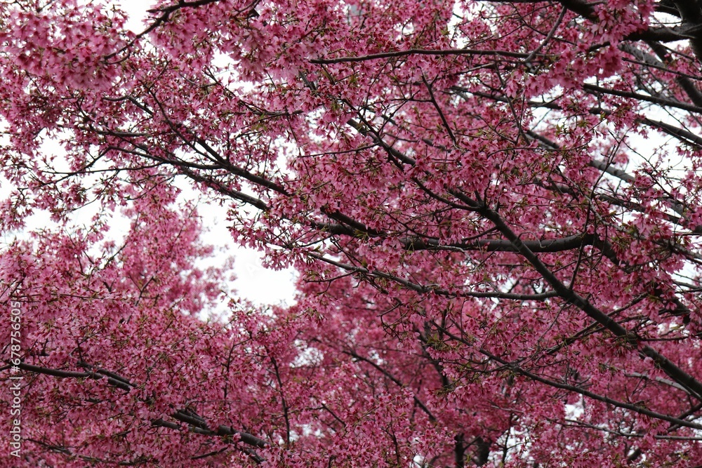 Beautiful scene of the cherry blossom tree with pink flowers on the branch on a blurry background Beautiful scene of the cherry blossom tree with pink flowers on the branch on a blurry background