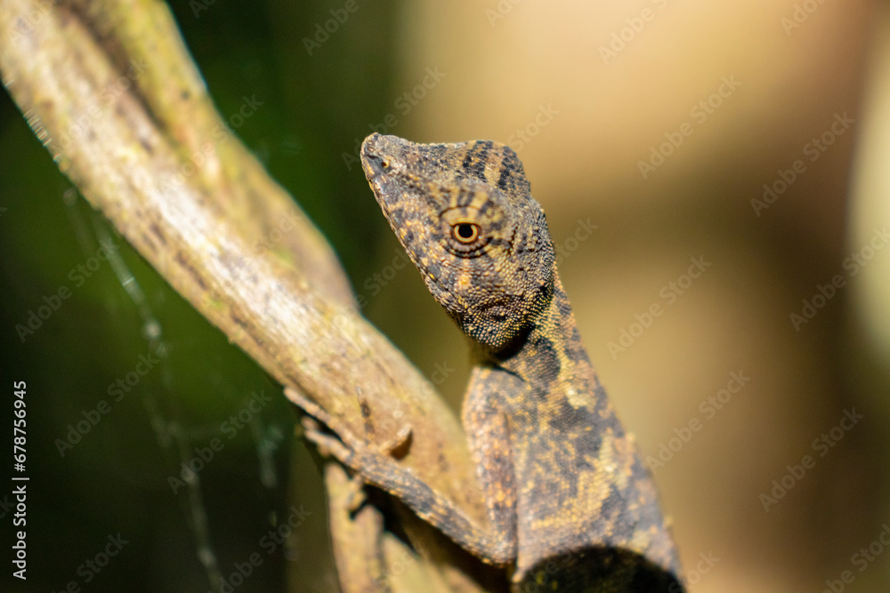 Fototapeta premium Brown lizard on a tree branch