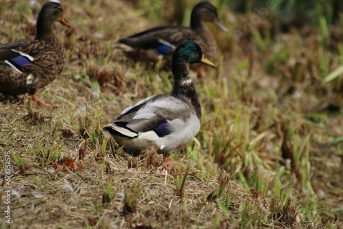 Group of mallard (Anas platyrhynchos) ducks on grass