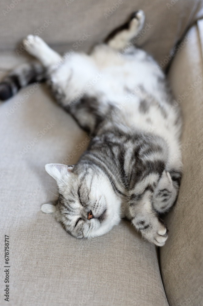 British shorthair cat sleeps