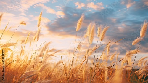  a field of tall grass with the sun setting in the background and clouds in the sky with a few wispy grass blowing in front of the foreground.