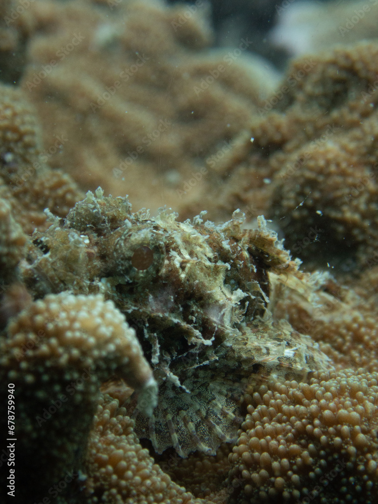 Scorpionfish (Scorpaenidae) Koh Phangan, Thailand Scorpionfish (Scorpaenidae) Koh Phangan, Thailand