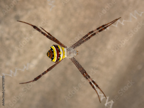 Orb-web spider (St. Andrew's Cross Spider, Argiope keyserlingi) in Thailand
