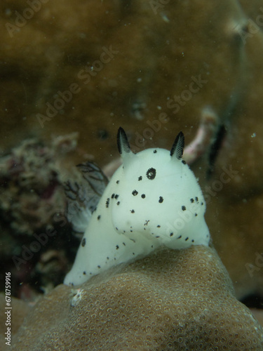 Nudibranch (Jorunna funebris), Koh Phangan, Thailand