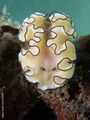 Nudibranch (Doriprasmatica atromarginata), Koh Phangan, Thailand