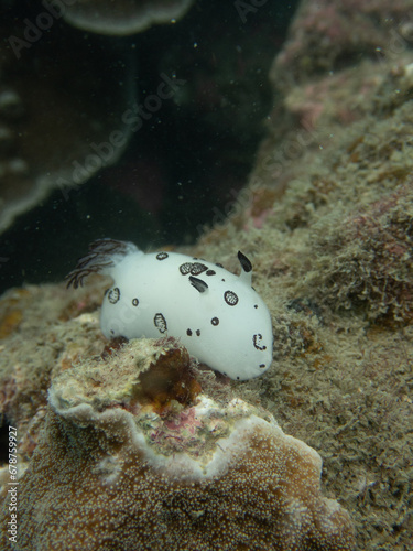 Nudibranch (Jorunna funebris), Koh Phangan, Thailand