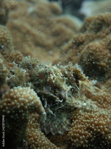 Scorpionfish (Scorpaenidae) Koh Phangan, Thailand